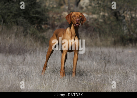 dog Magyar Vizsla / Hungarian Pointer shorthaired  adult standing in a meadow Stock Photo