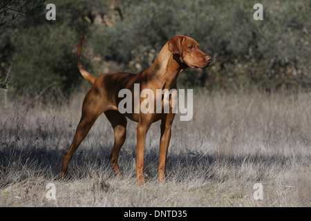 dog Magyar Vizsla / Hungarian Pointer shorthaired  adult standing in a meadow Stock Photo