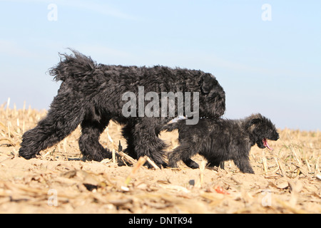 Dog Bouvier des Flandres / Flanders Cattle Dog   adult and puppy walking in a field Stock Photo