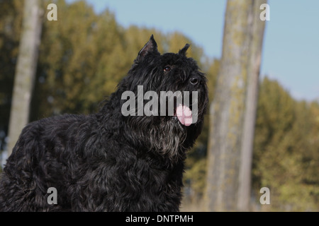 Dog Bouvier des Flandres / Flanders Cattle Dog adult running in a ...