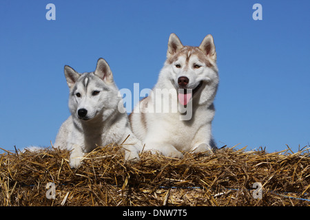 Dog Siberian Husky /  adult and puppy lying on a bale of straw Stock Photo