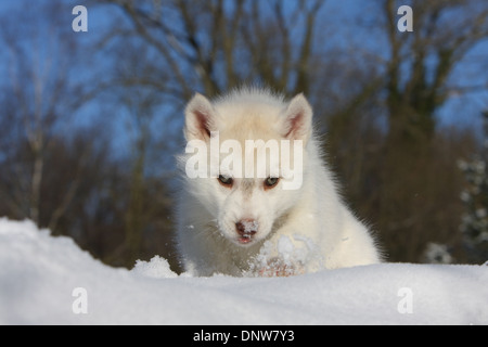 Dog Siberian Husky  puppy walking in the snow Stock Photo
