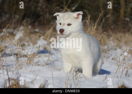 Dog Siberian Husky  puppy standing in the snow Stock Photo