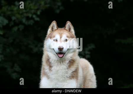 Dog Siberian Husky  adult portrait Stock Photo
