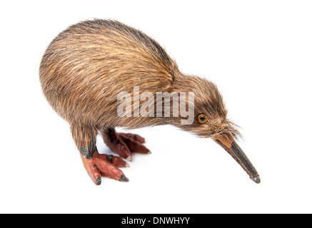 kiwi bird toy isolated on the white background Stock Photo