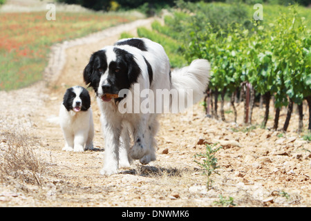 Dog Landseer  /  adult and puppy walking in a path Stock Photo