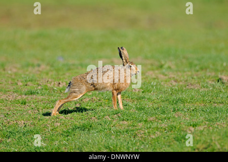 Brown hare (Lepus europaeus). Sometimes also known as the European hare. Adult stretching prior to running Stock Photo