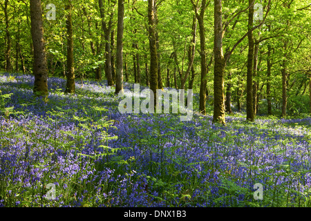 Bluebells in Carstramon Wood Nature Reserve in Dumfries and Galloway Scotland UK Stock Photo