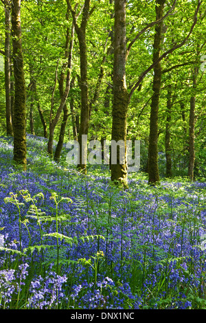 Bluebells in Carstramon Wood Nature Reserve in Dumfries and Galloway Scotland UK Stock Photo