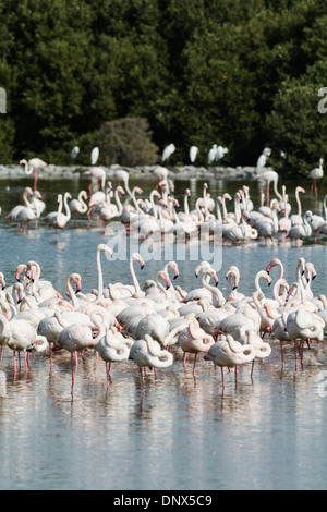 Pink flamingos at Ras al Khor wildlife bird sanctuary and wetlands in Dubai United Arab Emirates Stock Photo