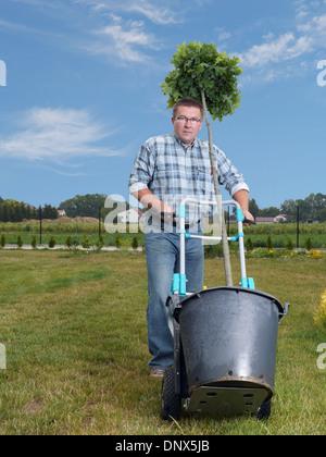 Young man carrying potted oak tree using hand truck to be planted in his garden Stock Photo