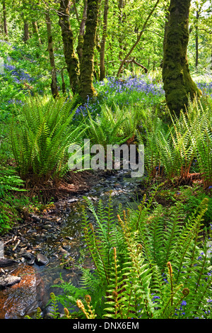 Bluebells in Carstramon Wood Nature Reserve in Dumfries and Galloway Scotland UK Stock Photo