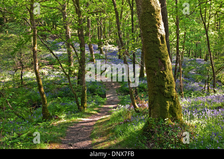 Bluebells in Carstramon Wood Nature Reserve in Dumfries and Galloway Scotland UK Stock Photo