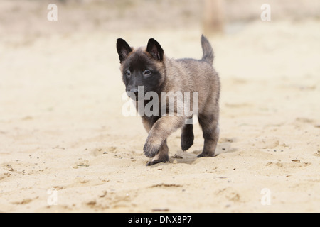 Dog Belgian shepherd Malinois  /  puppy walking on the sand Stock Photo