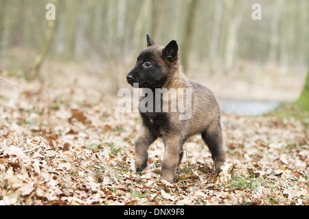 Dog Belgian shepherd Malinois  /  puppy walking in a forest Stock Photo