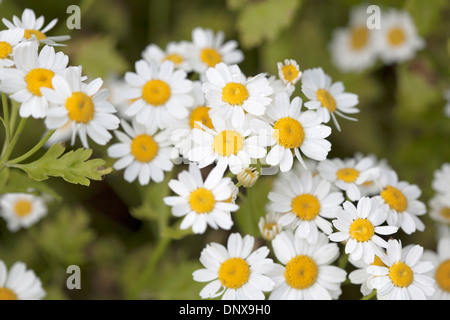 Close up of Feverfew Flowers with shallow depth of field. Stock Photo
