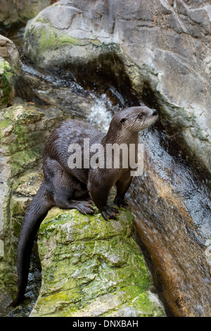 A Northern River Otter.