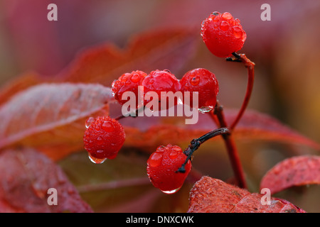 Highbush cranberry (Viburnum opulus subsp trilobum) Berries with raindrops, Greater Sudbury, Ontario, Canada Stock Photo