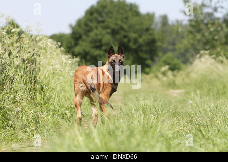 Dog Belgian shepherd Malinois  /  young standing in a meadow Stock Photo