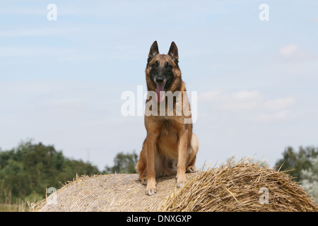 Dog Belgian shepherd Malinois adult sitting on a bale of straw Stock Photo