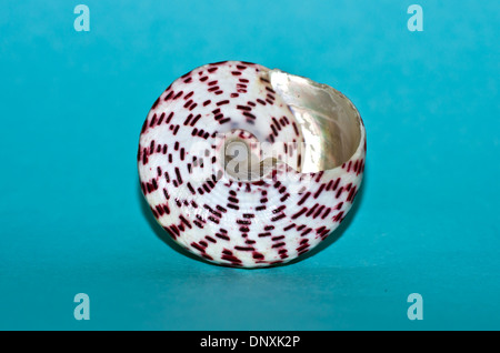 Harpa harpa shell Stock Photo
