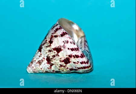 Cone top shell Stock Photo