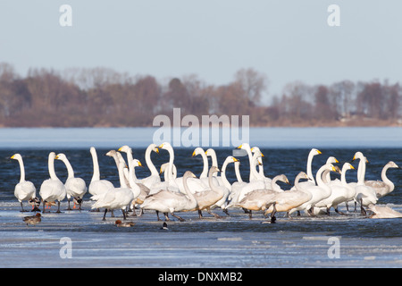 Whooper Swans (Cygnus cygnus) flock resting on frozen lake in winter Stock Photo