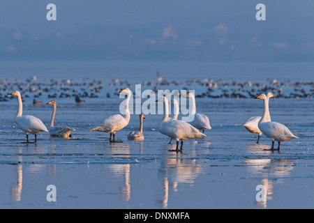 Whooper Swans (Cygnus cygnus) flock resting on frozen lake in winter Stock Photo