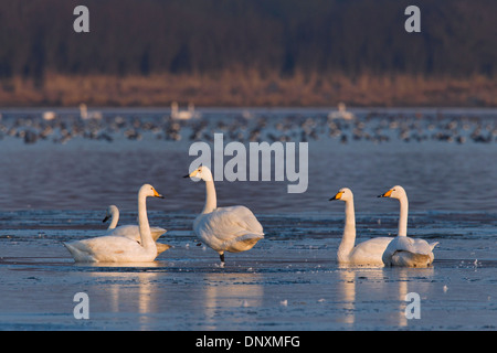 Whooper Swans (Cygnus cygnus) flock resting on lake in winter Stock Photo