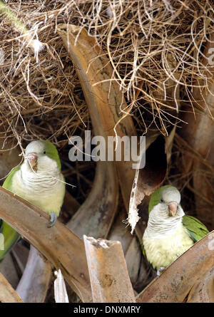 Dec 23, 2005; Port Salerno, FL, USA; Two monk parakeets rest on the boots of a cabbage palm tree in Sandsprit Park in Port Salerno Wednesday afternoon. Their communal nest can be seen just above them in the tree. Several nests can be found in the park.  Mandatory Credit: Photo by Paul J. Milette/Palm Beach Post/ZUMA Press. (©) Copyright 2005 by Palm Beach Post Stock Photo