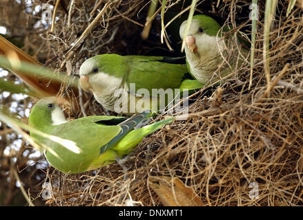 Dec 23, 2005; Port Salerno, FL, USA; Three monk parakeets perch near the entrance to their communal nest in a cabbage palm tree in Sandsprit Park in Port Salerno Wednesday afternoon. Several nests can be found in the park. The birds are native to South America, but their numbers in Florida have been increasing. Mandatory Credit: Photo by Paul J. Milette/Palm Beach Post/ZUMA Press.  Stock Photo