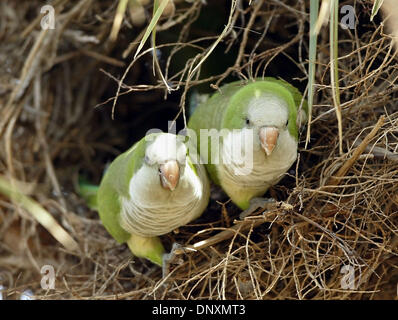 Dec 23, 2005; Port Salerno, FL, USA; Two monk parakeets nan be seen here at the entrance to their communal nest in a  cabbage palm tree in Sandsprit Park in Port Salerno Wednesday afternoon. Several nests can be found in the park and regular park visitors say their numbers are increasing. Mandatory Credit: Photo by Paul J. Milette/Palm Beach Post/ZUMA Press. (©) Copyright 2005 by P Stock Photo