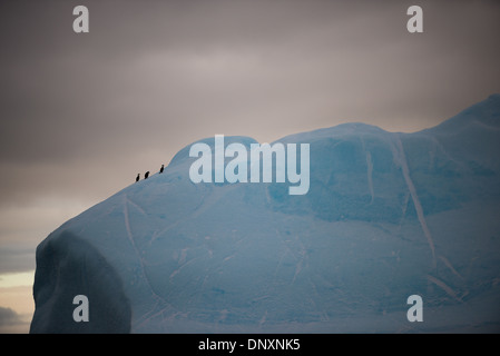 ANTARCTICA - Three Antarctic shags (also known as Antarctic cormorants, or Phalacrocorax atriceps) stand on a section of a large blue iceberg in Curtis Bay, Antarctica, in the fading light of dusk. Stock Photo