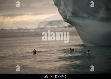 ANTARCTICA - Three Cape Petrels (Daption capense) float on the water under the overhang of an iceberg in Curtis Bay on the Antarctic Peninsula as the setting sun gets low on the horizon in the distance. Stock Photo
