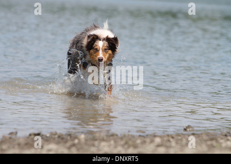 Dog Australian shepherd / Aussie  adult (blue merle) running in a lake Stock Photo