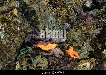 Ochre sea stars (Pisaster ochraceus) exposed at low tide, Hope Island, Vancouver Is, British Columbia, Canada Stock Photo