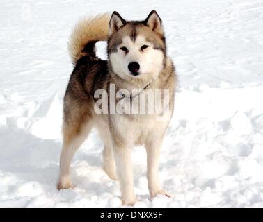 Jan. 26, 2006 - ''EIGHT BELOW''. Supplied by    K46856.Maya(Credit Image: © Globe Photos/ZUMAPRESS.com) Stock Photo