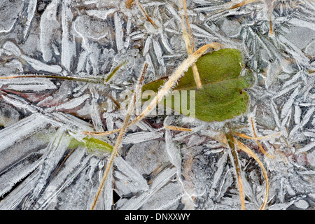 Frosted puddle ice with trapped vegetation , Greater Sudbury, Ontario, Canada Stock Photo