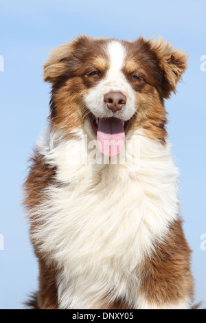 Dog Australian shepherd / Aussie  adult ( red ) portrait Stock Photo