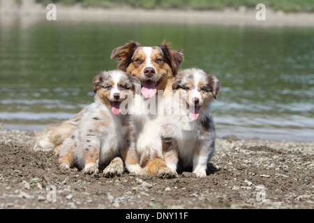Dog Australian shepherd / Aussie  adult and two puppies (red merle) at the edge of a lake