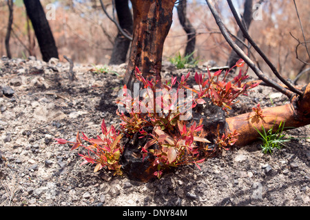 Regrowth plant regeneration after bushfire New leaves growing out of burned tree stump New South Wales NSW Australia Stock Photo