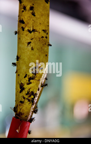 Sticky Fly Trap Hanging In A Greenhouse Stock Photo - Download