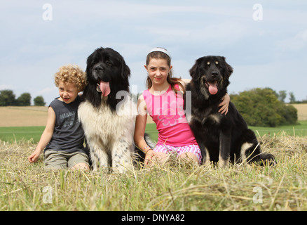 Newfoundland 2024 guard dog