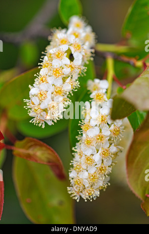 Chokecherry (Prunus virginiana) Flower spikes, Greater Sudbury, Ontario, Canada Stock Photo