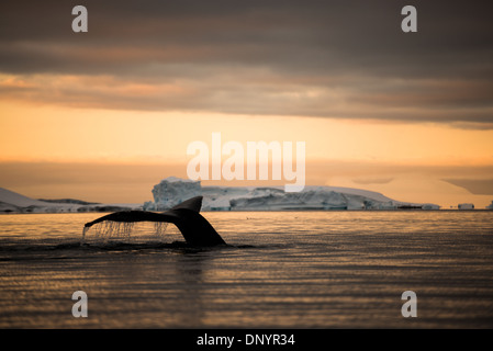 A humpback whale breaks the surface against the orange glow of the setting sun in Hughes Bay on the Antarctic Peninsula. Stock Photo