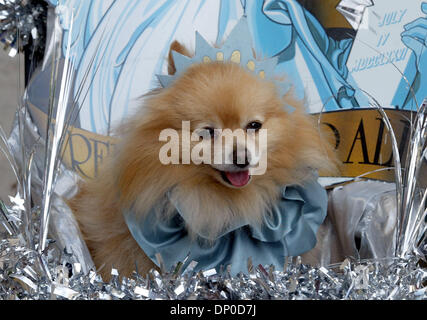 Mar 11, 2006; Palm Beach, FL, USA; Little Lovely a Pomeranian dressed as the Statue of Liberty waits to be judged in the 12th Annual Pet Parade and Contest in the Gucci Courtyard, Saturday morning. He (yes a male) won best Smile last year. Pets ranging from a miniature horse to costumes dogs and cats competed to be judged in size classes, best smile, longest tail, best tail wagger  Stock Photo