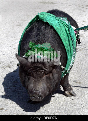 Mar 11, 2006; Delray Beach, FL, USA; Petunia the pot-belly pig marched for the 12th year, in the 38th annual St. Patrick's Day parade, Saturday down Atlantic Ave. Thousands of people lined Atlantic Ave. to watch 3 bagpipe bands, a brass band, floats, fire trucks, Mummers and revelers pass by.   Mandatory Credit: Photo by Bob Shanley/Palm Beach Post/ZUMA Press. (©) Copyright 2006 by Stock Photo