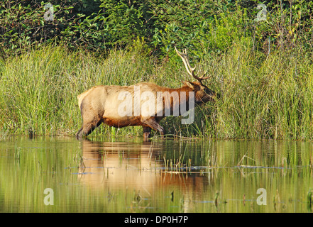 Male Roosevelt elk (Cervus canadensis roosevelti) browsing on grasses in Prairie Creek Redwoods State Park, California Stock Photo