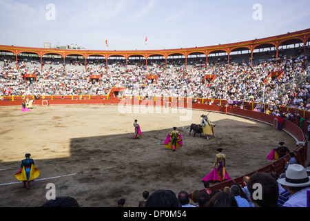 Feria Señor de Los Milagros at the Plaza de Acho in Lima Peru . 6 Bulls from San Sebastian de las Palmas Hacienda. Stock Photo