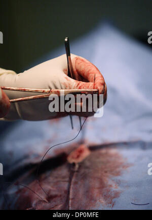 Mar 27, 2006; Palm Beach, FL, USA; A dog is spayed at the Palm Beach County animal shelter on Belvedere Road.  Mandatory Credit: Photo by J. Gwendolynne Berry/Palm Beach Post/ZUMA Press. (©) Copyright 2006 by Palm Beach Post Stock Photo